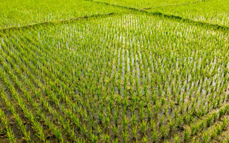 «Кубань Кредит» открывает кредитную линию на 200 млн руб. сельхозпредприятию «Маныч-Агро»